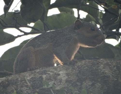 Forest Giant Squirrel