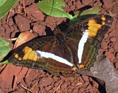 Adelpha malea goyama