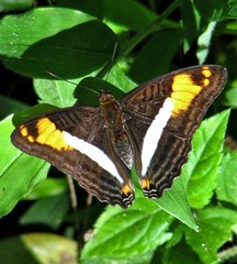 Adelpha malea goyama