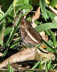 Adelpha malea goyama