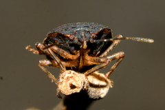 Discocephalinae