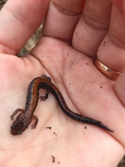 Plethodon dorsalis