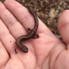 Plethodon dorsalis
