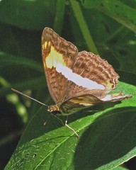 Adelpha malea goyama