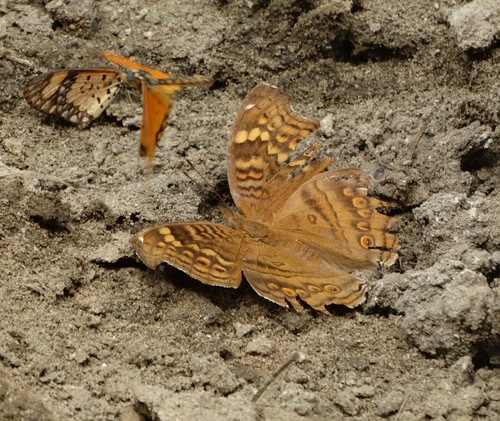Golden Pansy