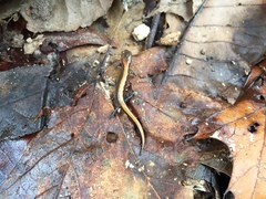 Plethodon dorsalis