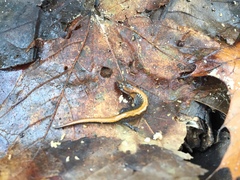 Plethodon dorsalis