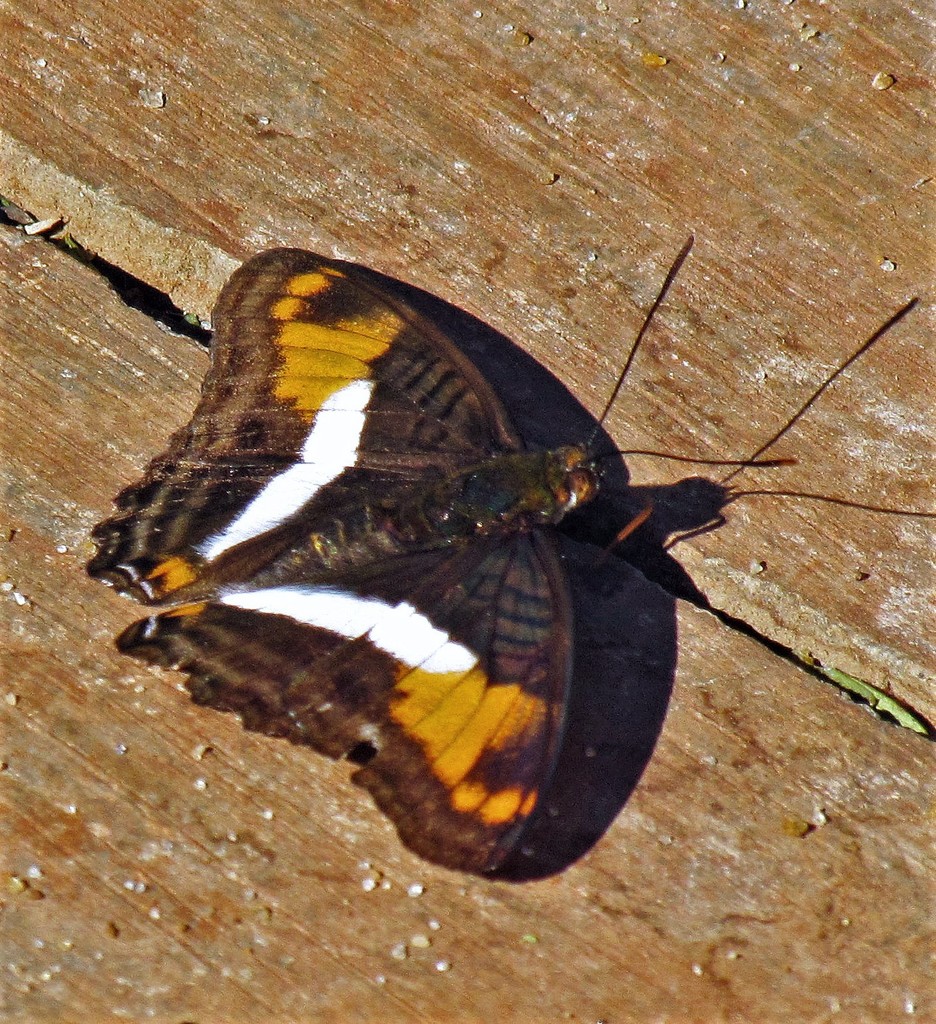 Adelpha malea