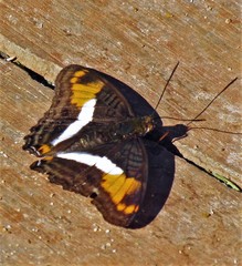 Adelpha malea goyama
