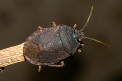 Discocephalinae