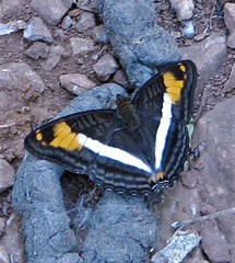 Adelpha malea goyama