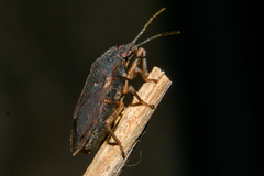 Discocephalinae