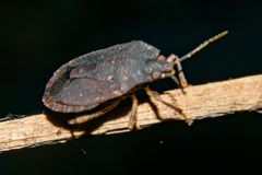 Discocephalinae