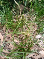 Cyperus aggregatus