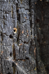 Scolopostethus pacificus