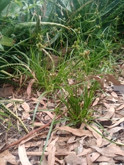Cyperus aggregatus