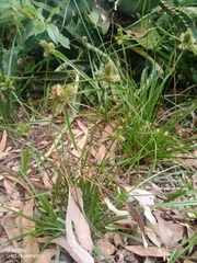 Cyperus aggregatus
