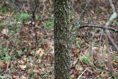 Magnoliopsida