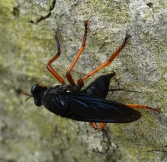 Proagonistes
