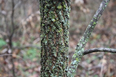 Magnoliopsida
