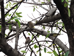 Vireo solitarius