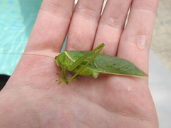 Paracaedicia serrata