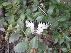 Zerynthia deyrollei