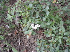 Zerynthia deyrollei