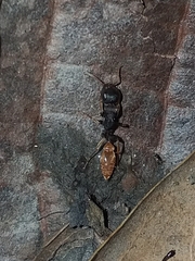 Pseudomyrmex boopis