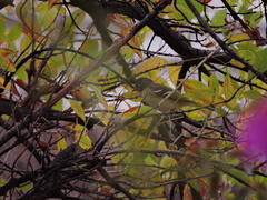 Vireo solitarius