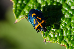 Comperocoris roehneri