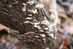 Schizophyllum commune