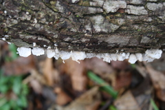 Schizophyllum commune