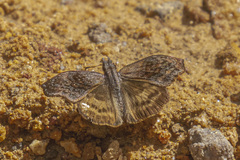 Theagenes dichrous