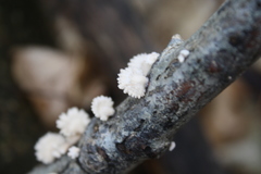 Schizophyllum commune
