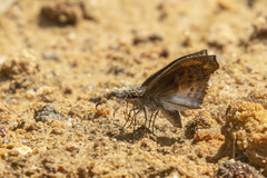 Theagenes dichrous