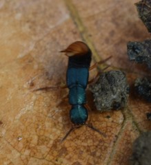 Dinothenarus saphyrinus