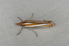 Hednota recurvellus