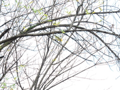 Vireo solitarius
