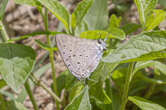 Pseudolycaena marsyas