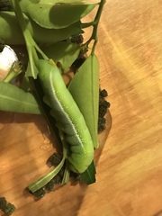 Daphnis nerii