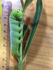 Daphnis nerii