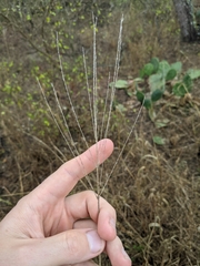 Trichloris pluriflora