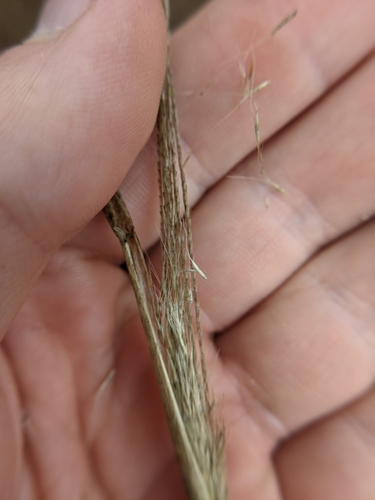 Image of Leptochloa pluriflora by (c) Cleveland Powell, some rights reserved (CC BY)