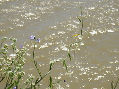 Solanum amygdalifolium