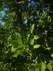 Laurelia sempervirens