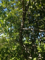 Laurelia sempervirens