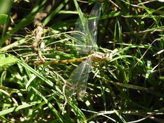 Phyllocycla argentina