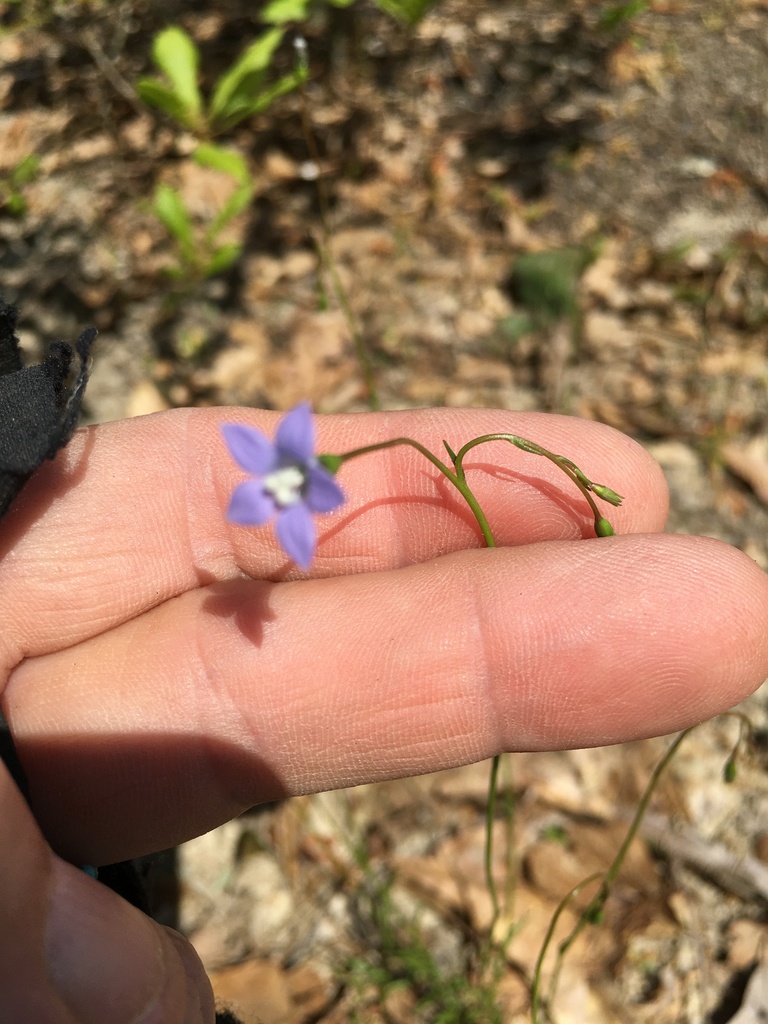 Diệp sa sâm – Wahlenbergia marginata