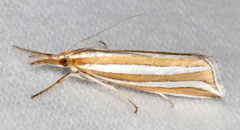 Hednota bivittella
